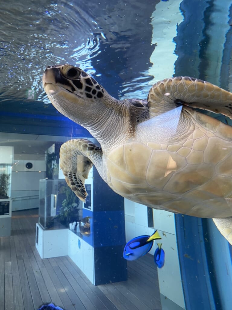 引地 水族館 宮城県仙台市 新築 注文住宅 住宅公園 あいホーム